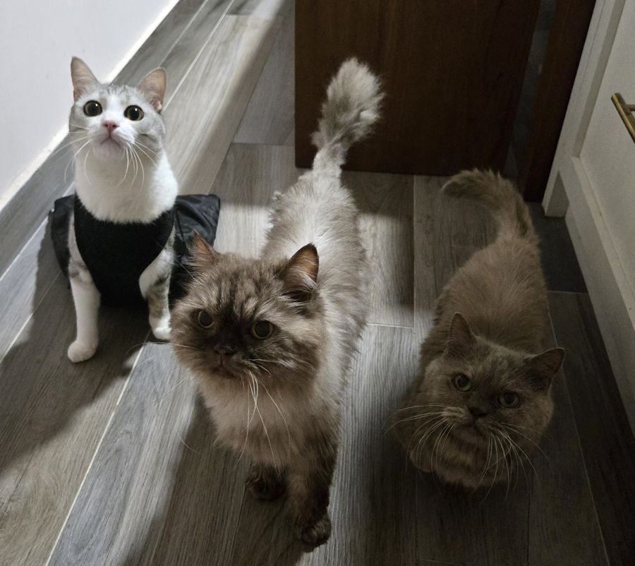 Cino with the two other cats at home
