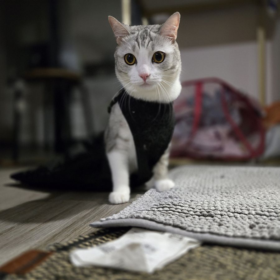 Cino, a grey and white cat in a black suit, looking at the camera