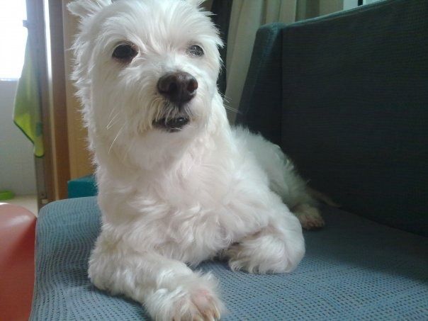 A small white dog lying on a sofa