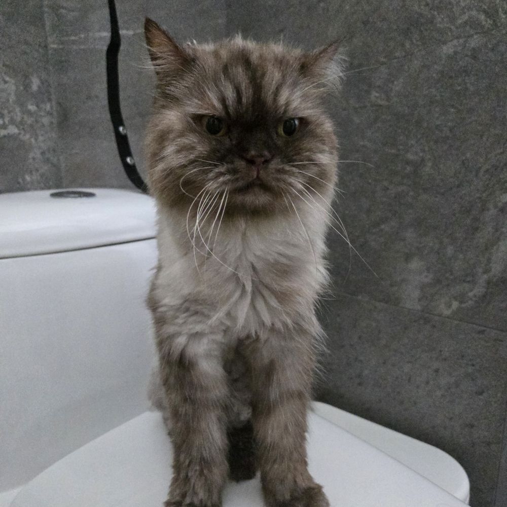 A long-haired tabby cat looking straight at the camera