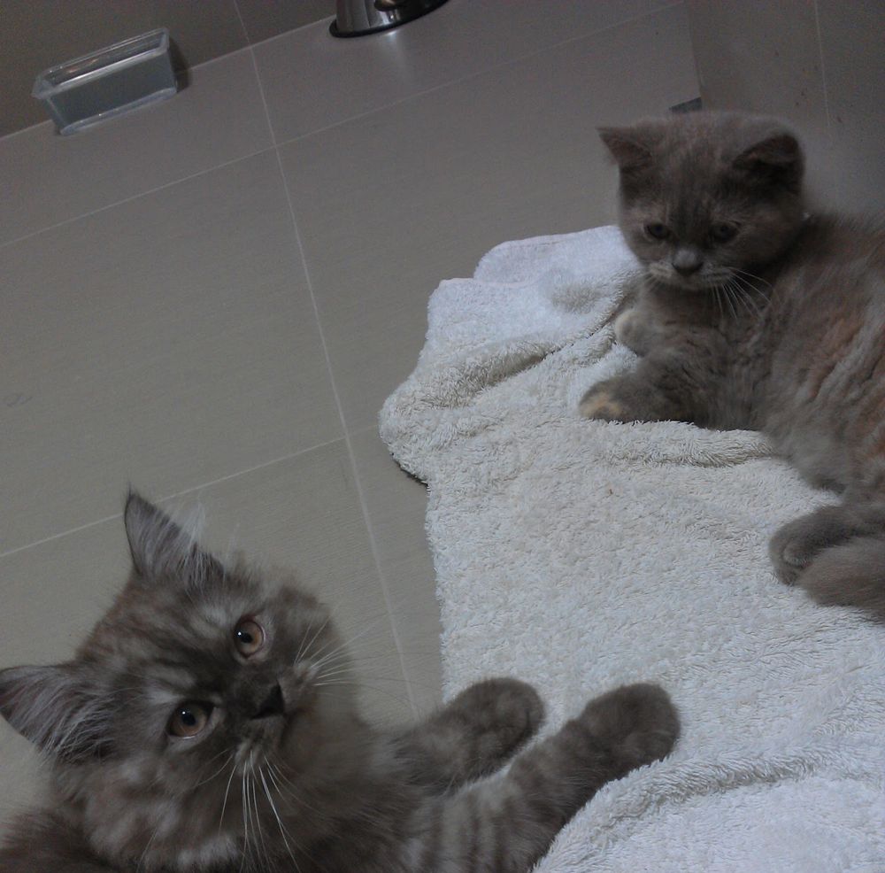 Two of the cats as kittens, on a white towel