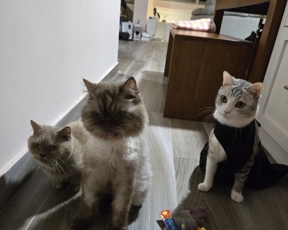 Three cats waiting for treats in the hallway