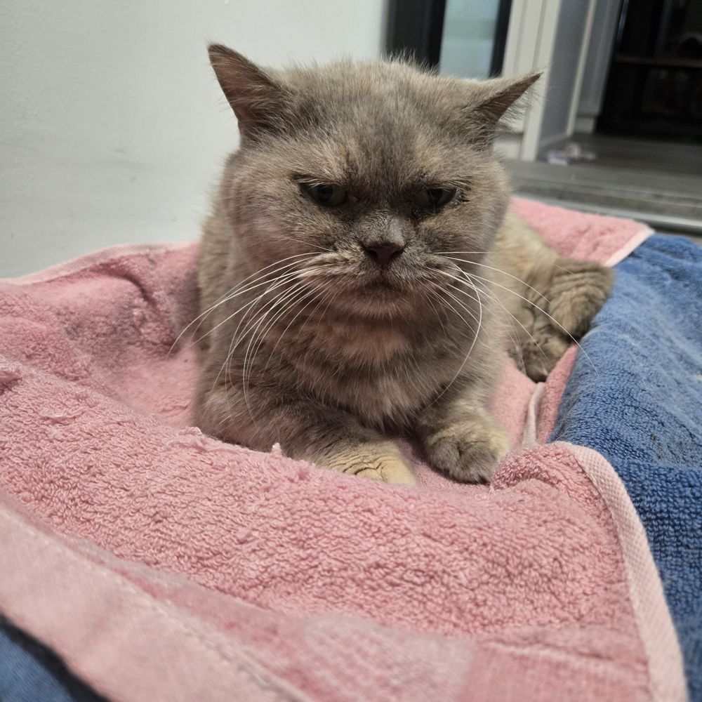 A grey cream cat resting on a pink towel